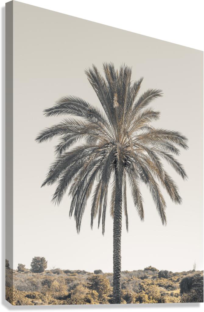 Palm Tree Canvas Print