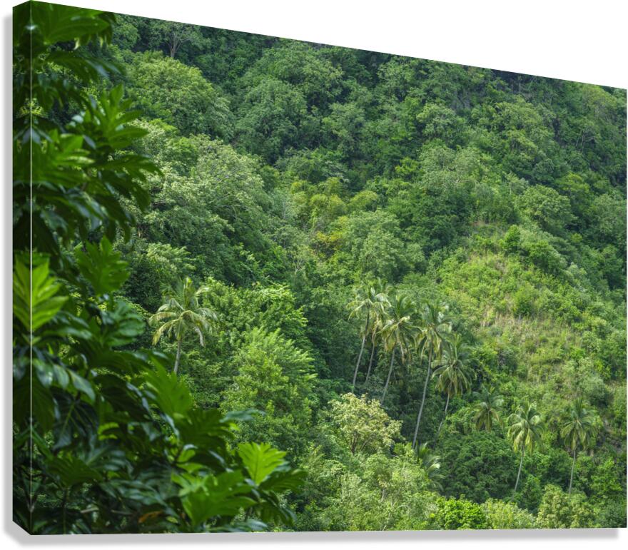 Evergreen Forest Canvas Print