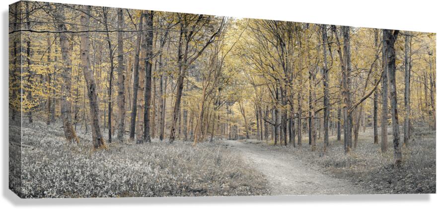 Golden forest path Canvas Print