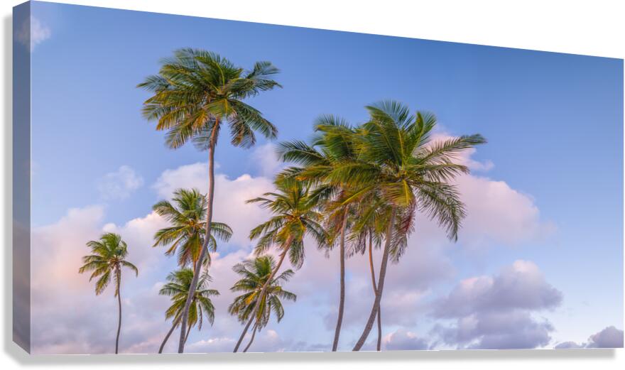 Tropical Palms Evening Canvas Print