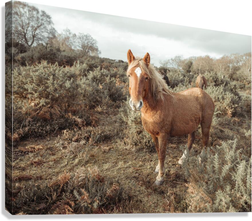 Graceful Wanderer Canvas Print