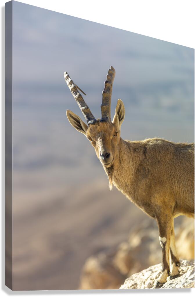Mountain Monarch Canvas Print