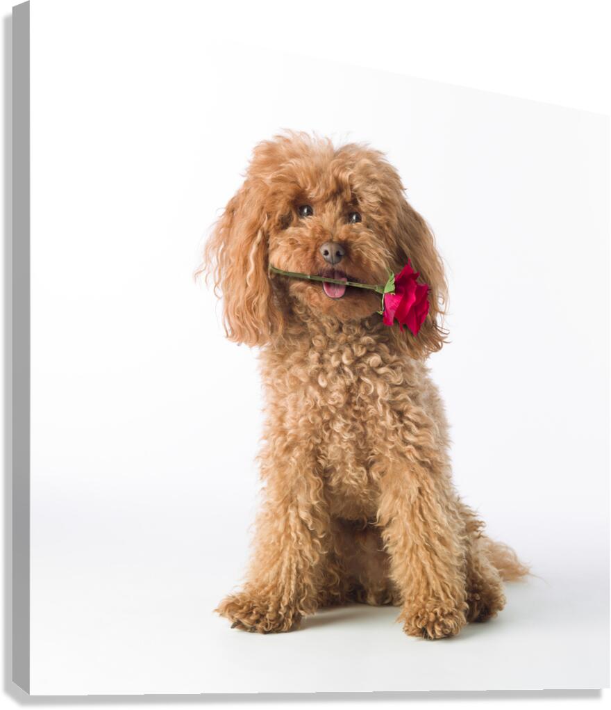 This is for you Canvas Print