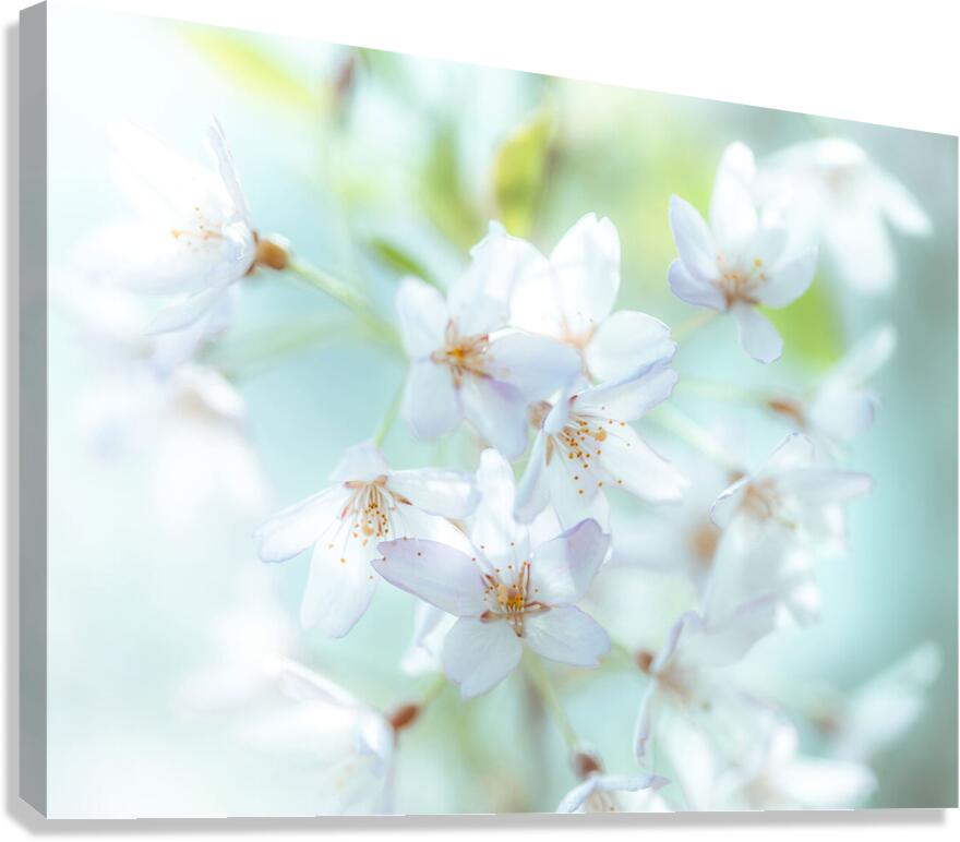 Springtime Blossoms Canvas Print