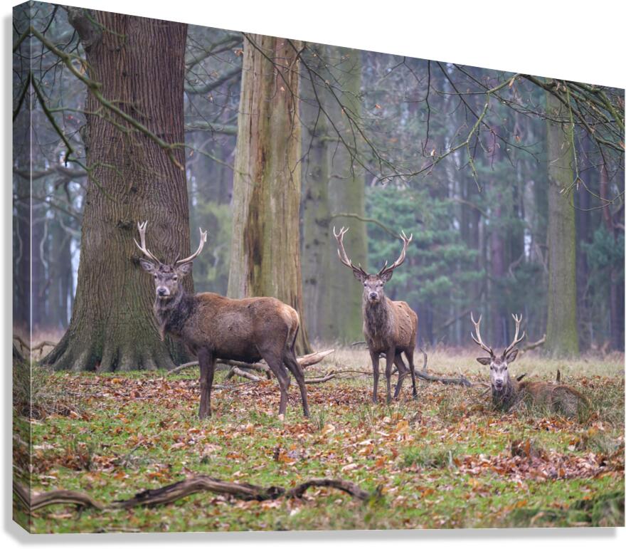 Forest Royalty Canvas Print