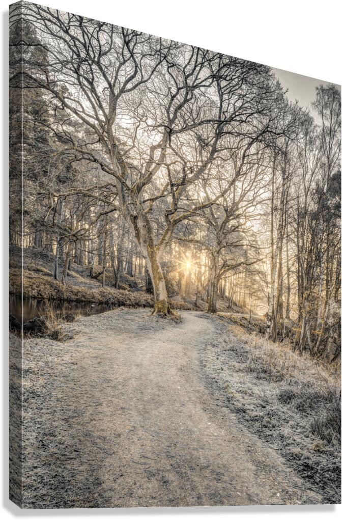 Forest Pathway Canvas Print
