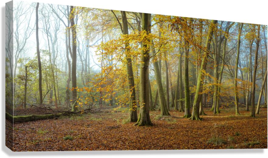 Autumn forest Canvas Print