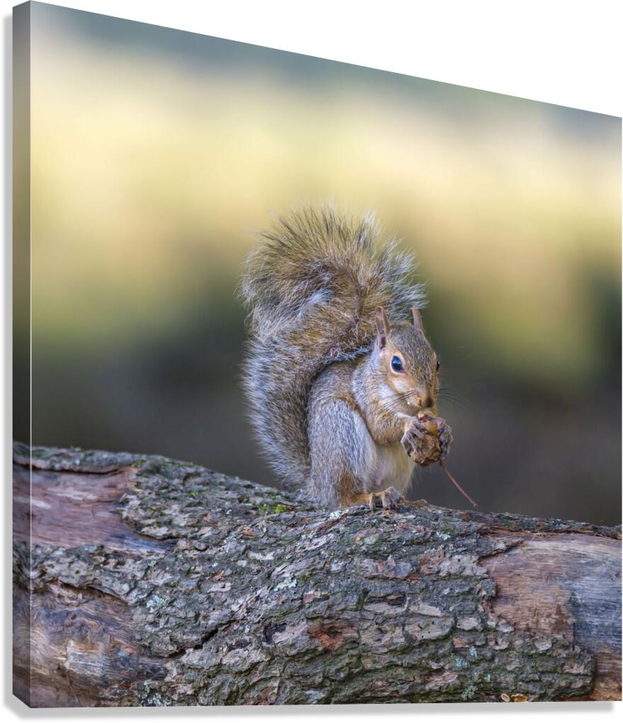 Nut Muncher Canvas Print