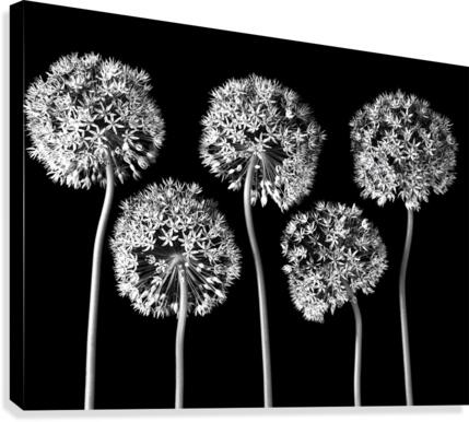 Allium flowers  Canvas Print