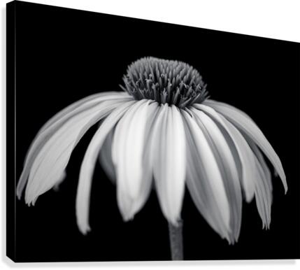 Coneflower close-up Canvas Print