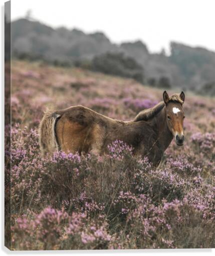 Wild Horses, New Forest Canvas Print