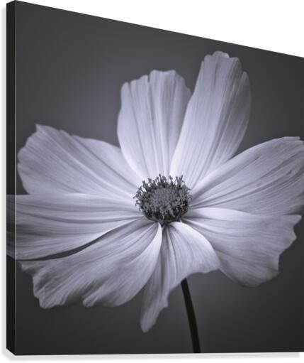 Cosmos flower  Canvas Print