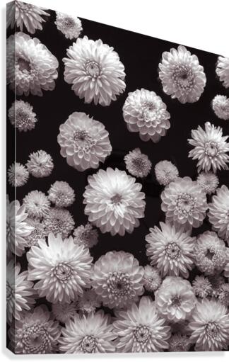 Dahlia Flowers, Full Frame  Canvas Print