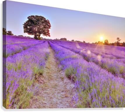 Lavender field at sunset  Canvas Print