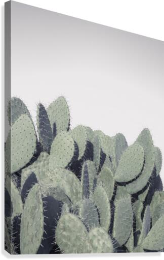 Cacti Canvas Print