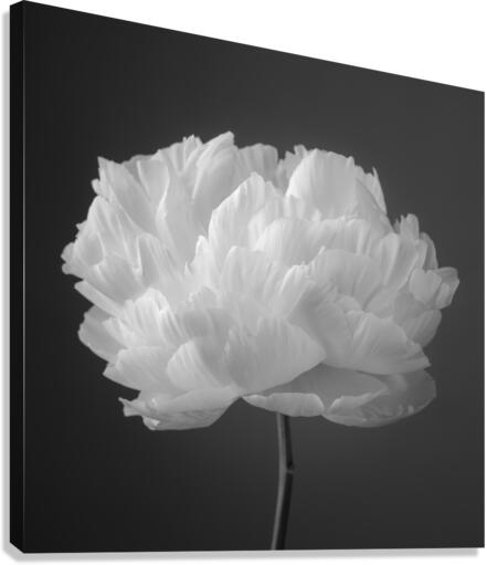 Peony flower Canvas Print