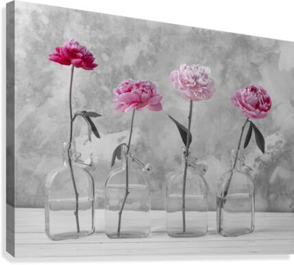 Peonies in glass bottles Canvas Print