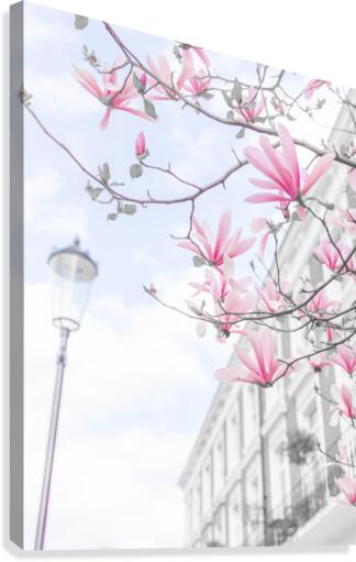 Magnolia flowers Canvas Print