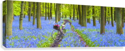 Bicycle in spring forest Canvas Print