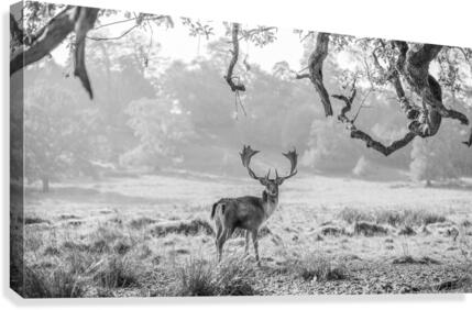 Stag in a field Canvas Print