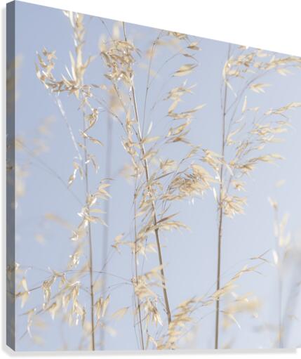 Panicle ripe Oats  Canvas Print