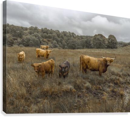 Highland Cows Canvas Print