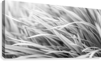 Flowing Grass  Canvas Print
