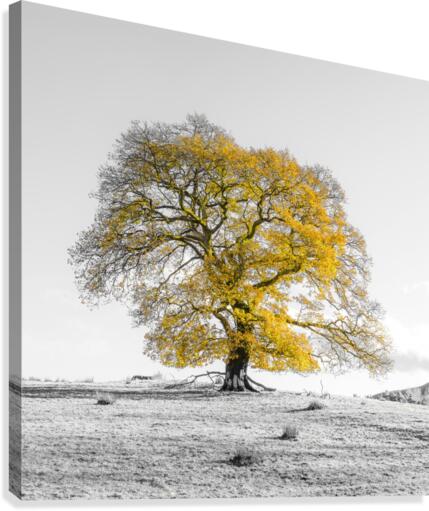 Tree on a hill, yellow, gold Canvas Print
