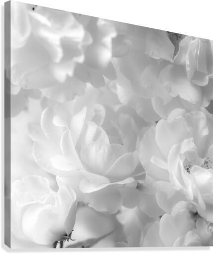 Roses  Canvas Print