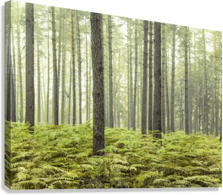 Dense Forest Canvas Print