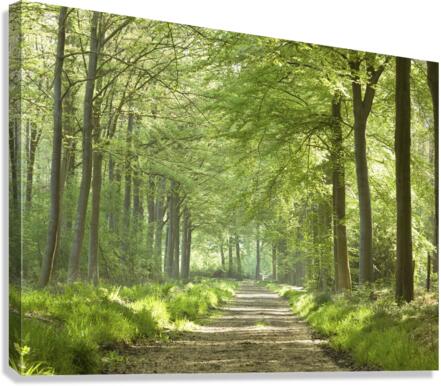 Spring Path Canvas Print