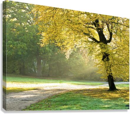 Autumn tree Canvas Print