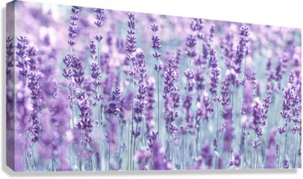 Lavender Canvas Print