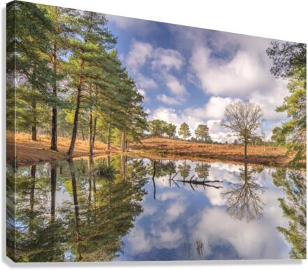 Forest Reflections Canvas Print
