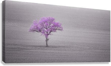 Lone Tree Canvas Print