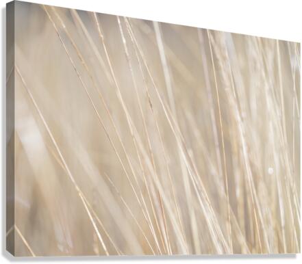Reeds Canvas Print