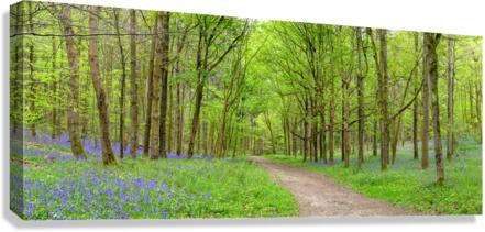 Blubells Forest Canvas Print