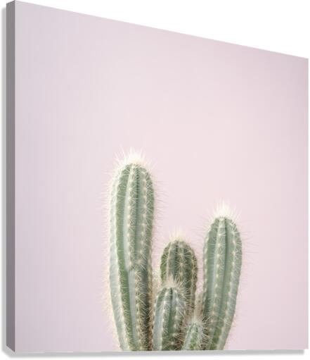 Cactus Canvas Print