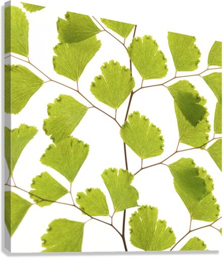 Fern Leaf Canvas Print
