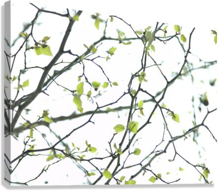 Twigs Canvas Print