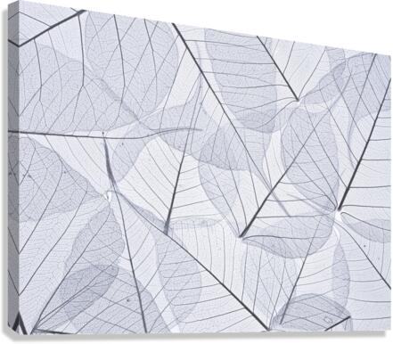 Skeleton Leaves Canvas Print
