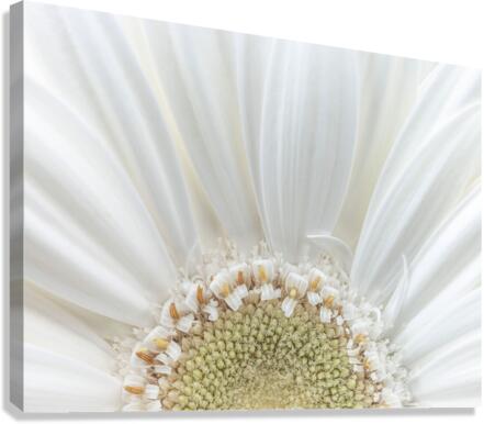 Gerbera Closeup Canvas Print