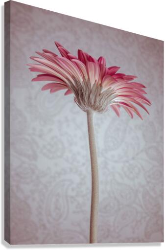 Gerbera Flower Canvas Print