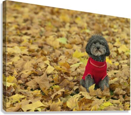 Cute Poddle Canvas Print