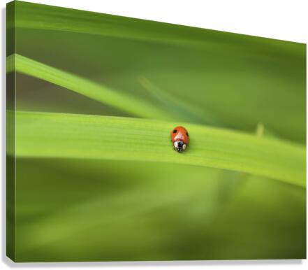 Ladybug  Canvas Print