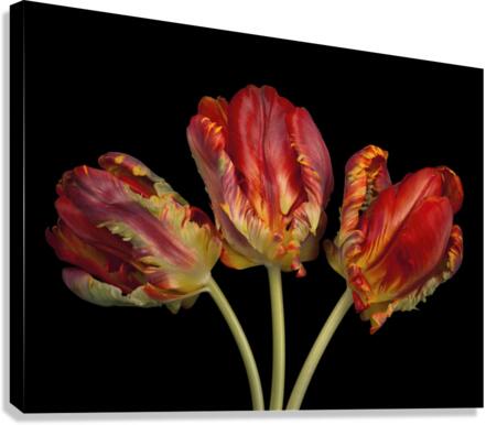 Rococo Tulips Canvas Print