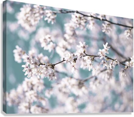 Blossoms Canvas Print