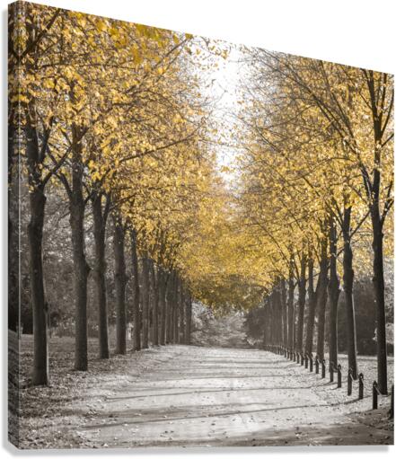 White Gold Canvas Print