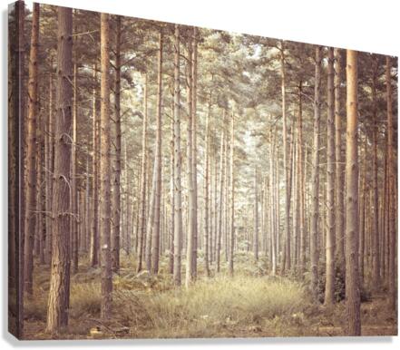 Pine Trees Canvas Print