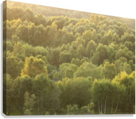 Twilight Canopy Canvas Print